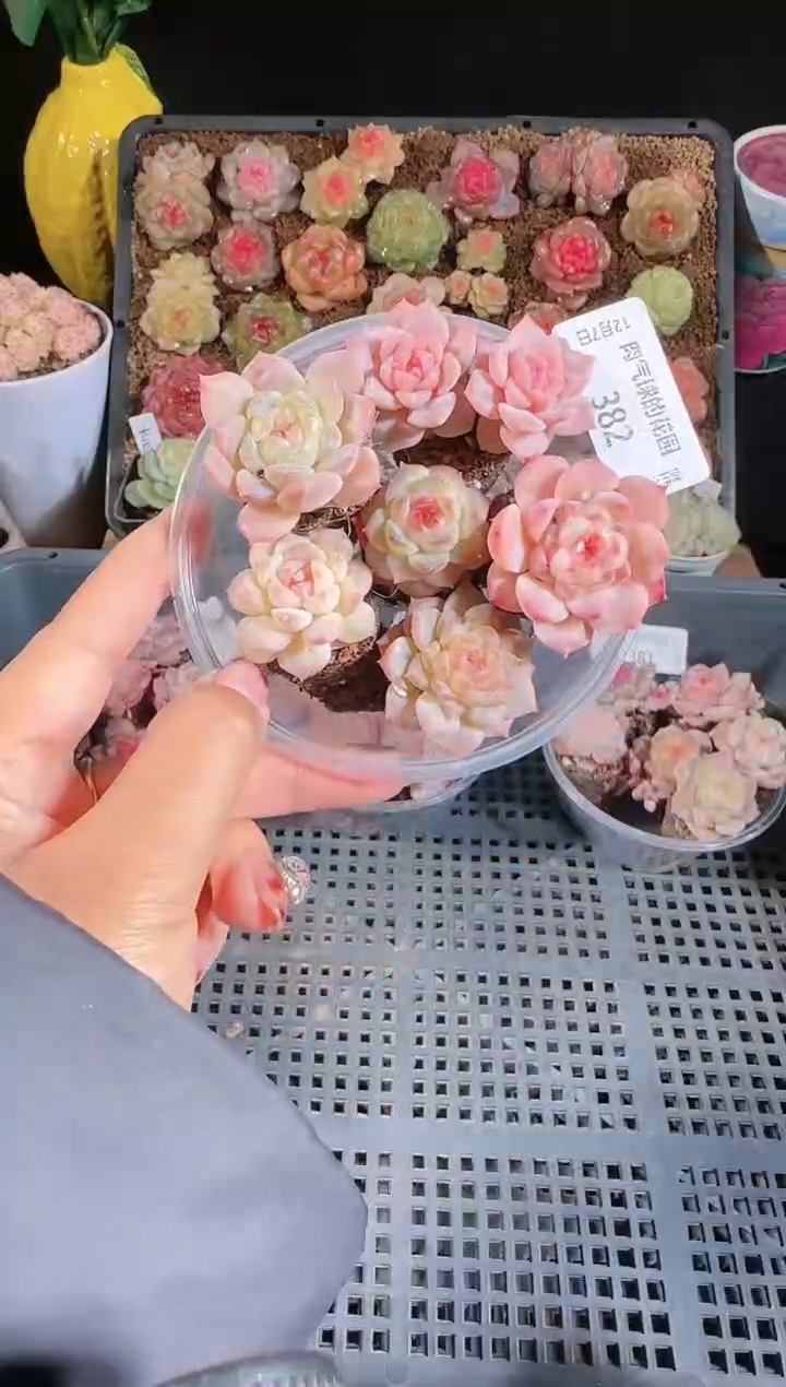 1207-382多肉群生不包整