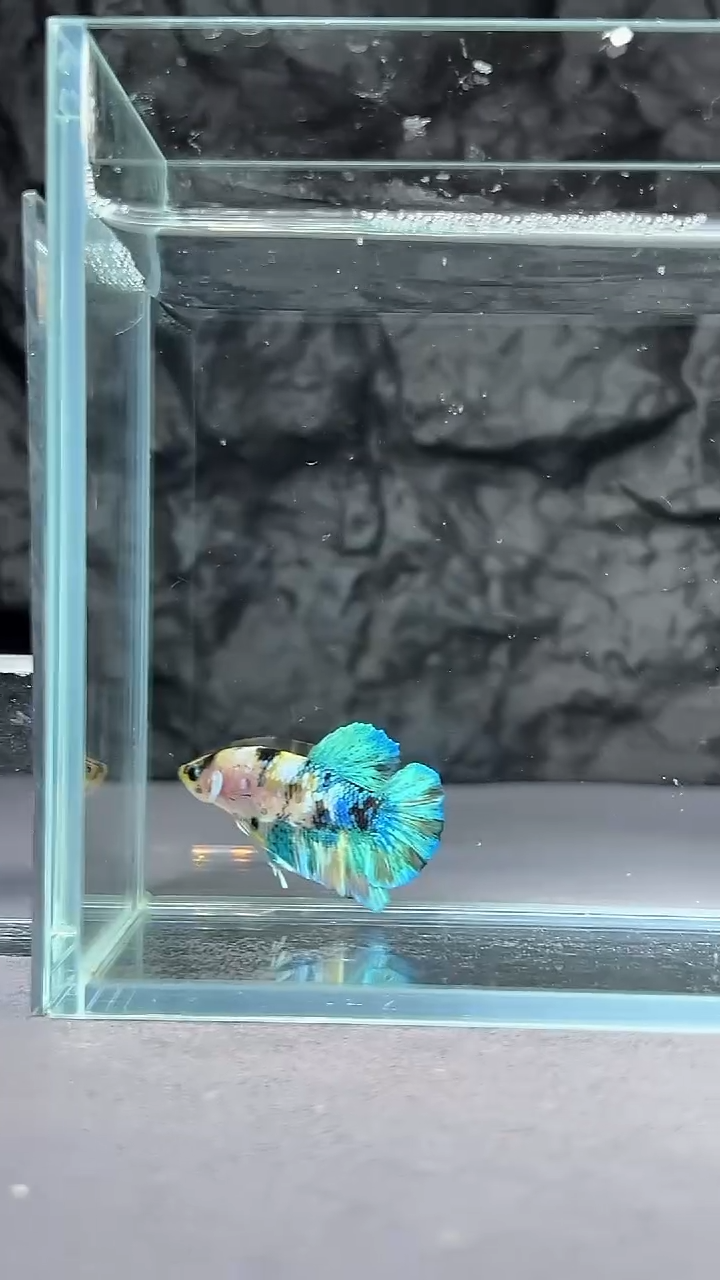 斗鱼竞拍链接S026