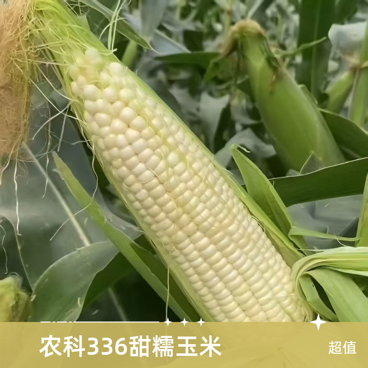 【甜糯336玉米5斤装】密云农家种植农科336甜糯玉米 7分甜3分糯鲜食玉米 现采现发送货到家北京市