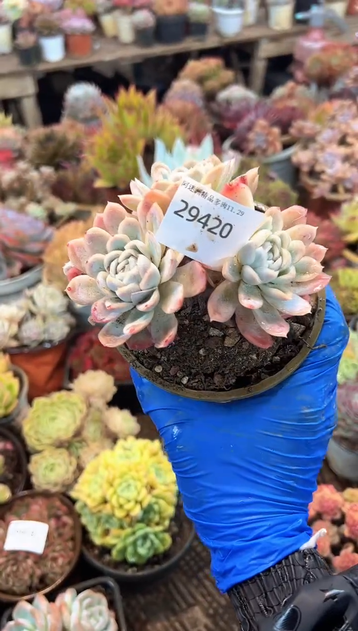 达**?多肉植物一物一拍29420