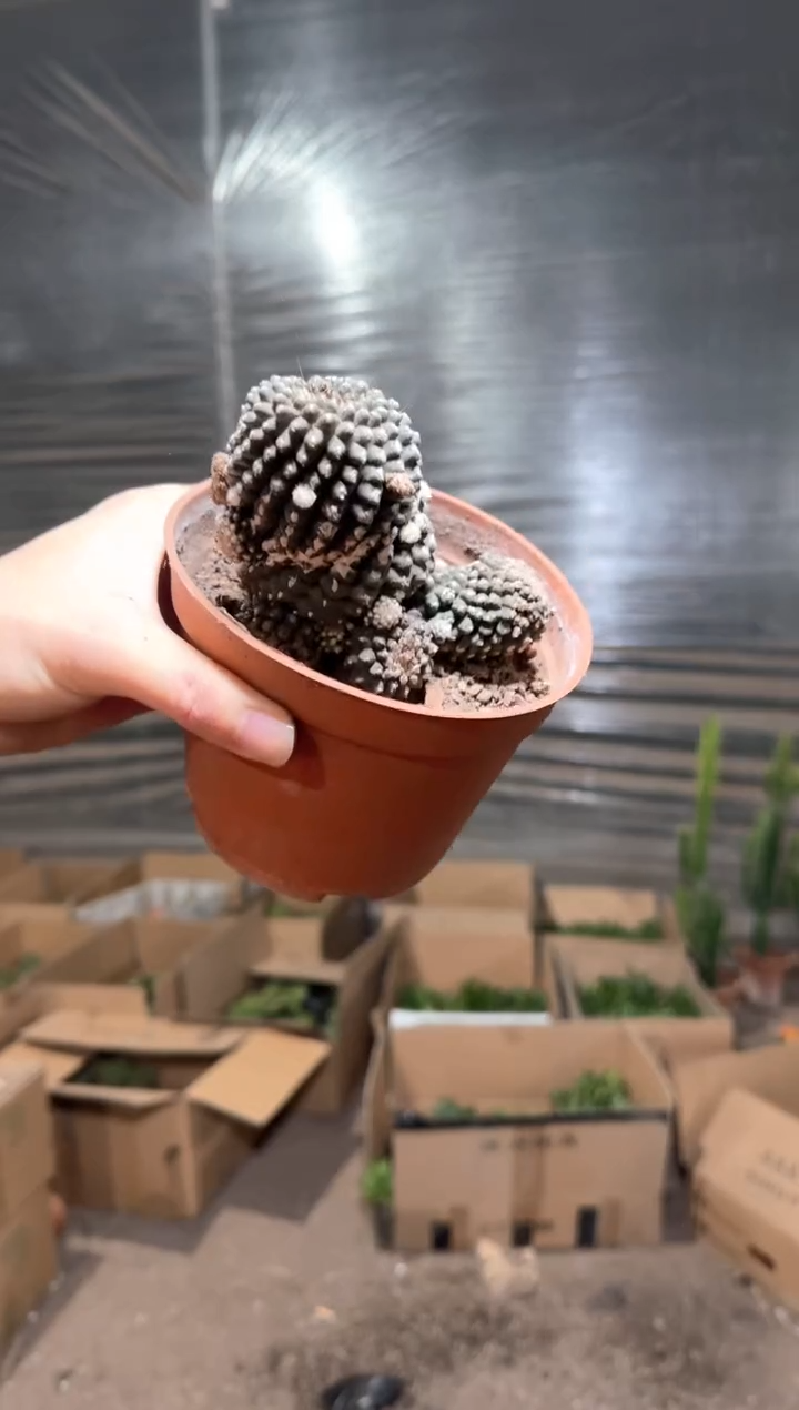 大号 墨蝶【带根】