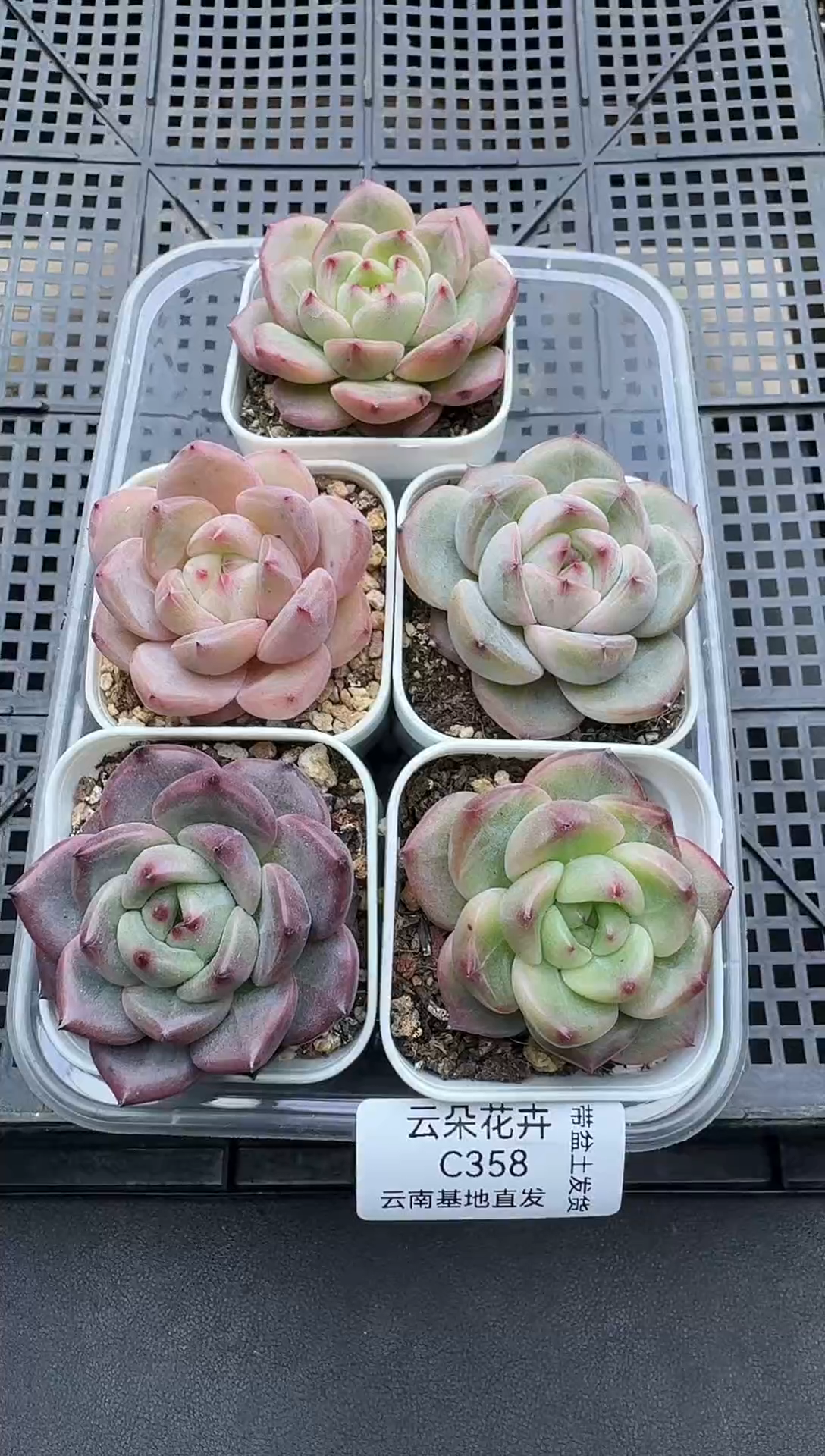 珍妮杂交多肉C358