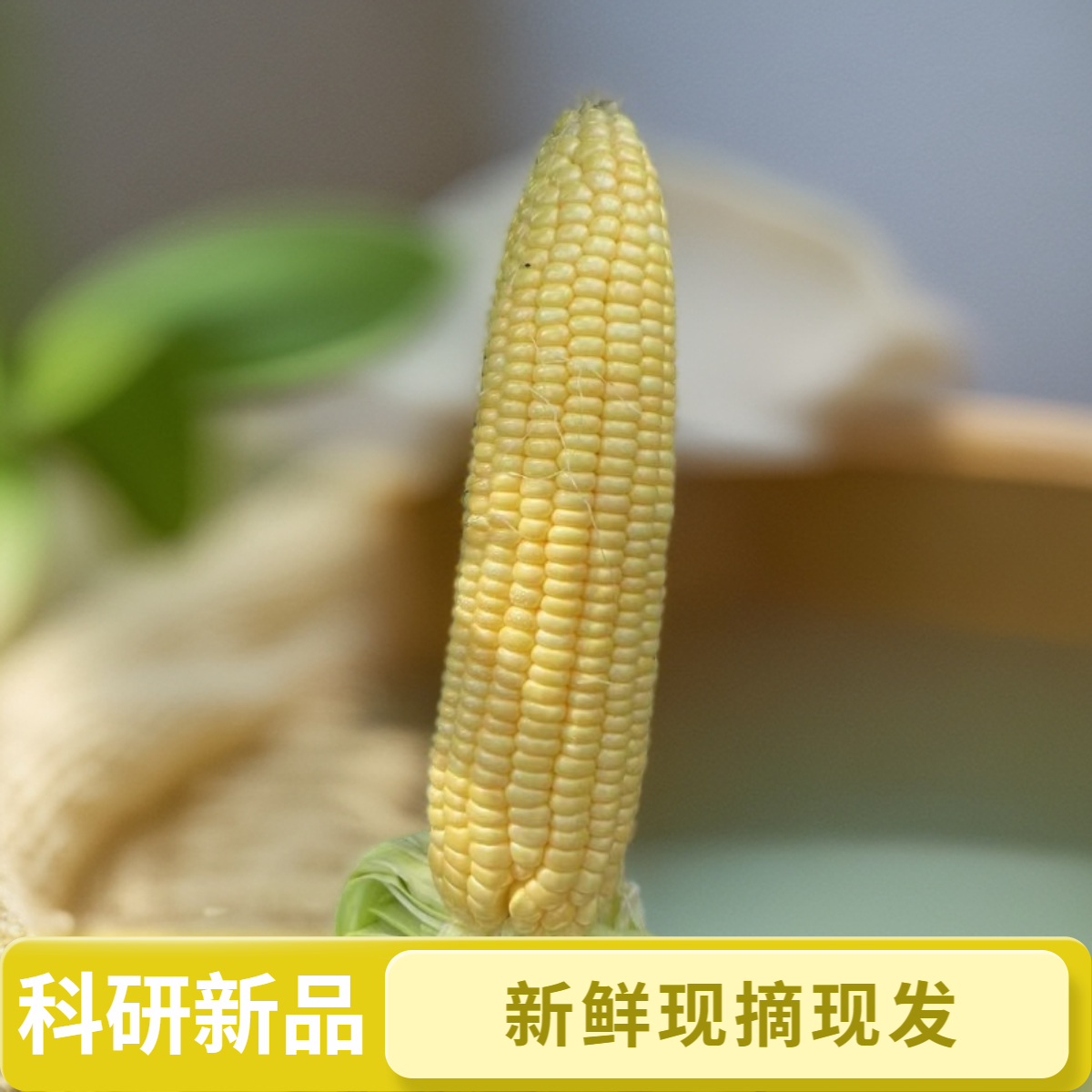 涿州中国农大基地水果玉米净重4.5斤现摘现发颜色随机包邮河北省