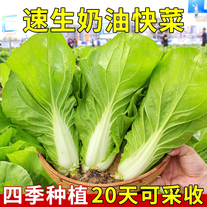 【12颗快菜苗】19天速生快菜四季奶油快菜鲜嫩阳台小院高产耐热耐寒