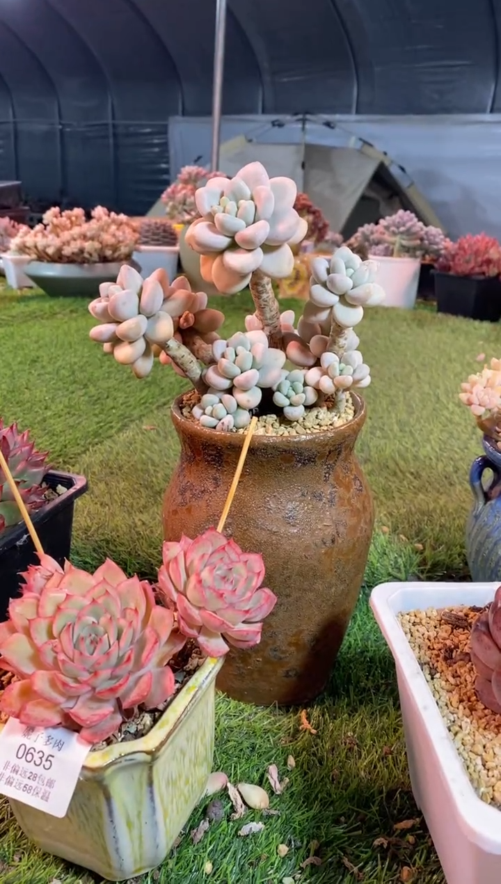 【闪购商品】0642a