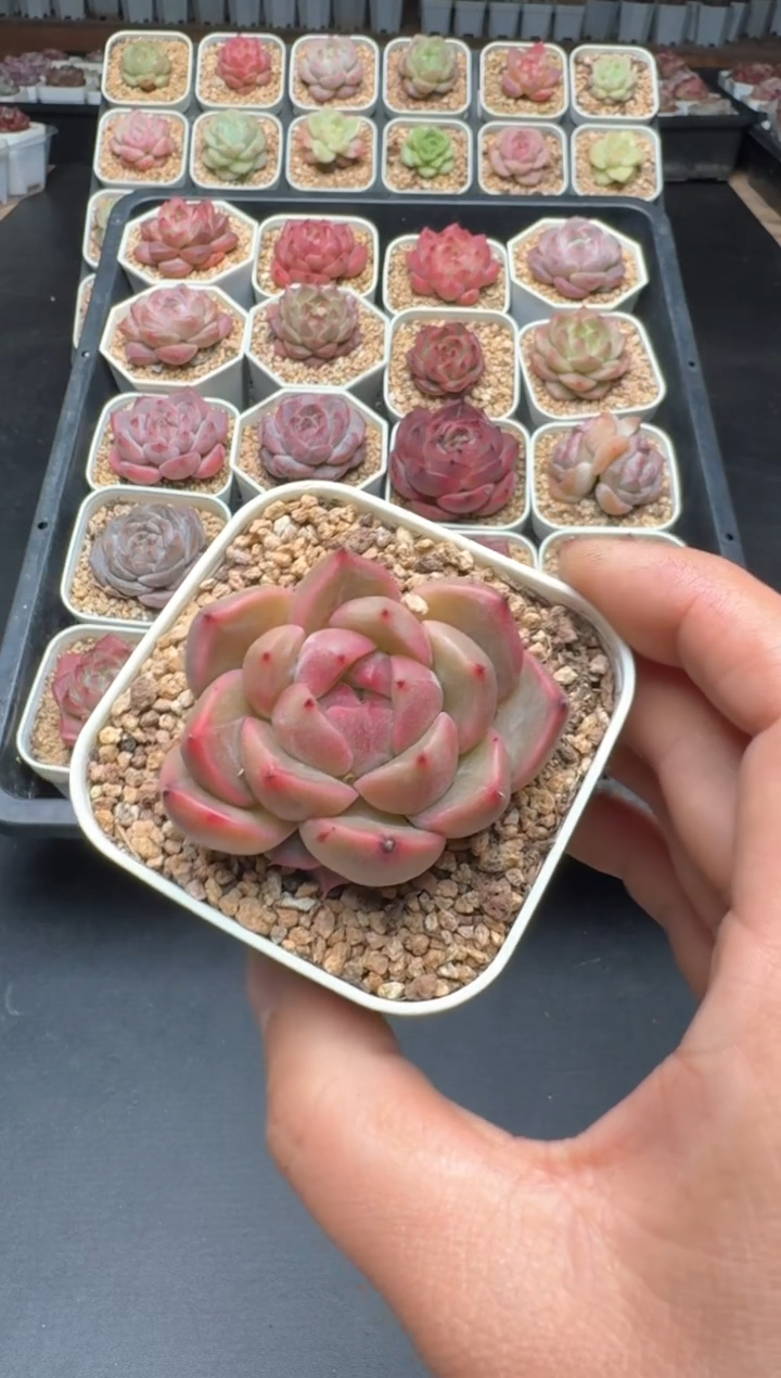 【闪购商品】342D物拍多肉带盆土6.5杯拍3颗包柚