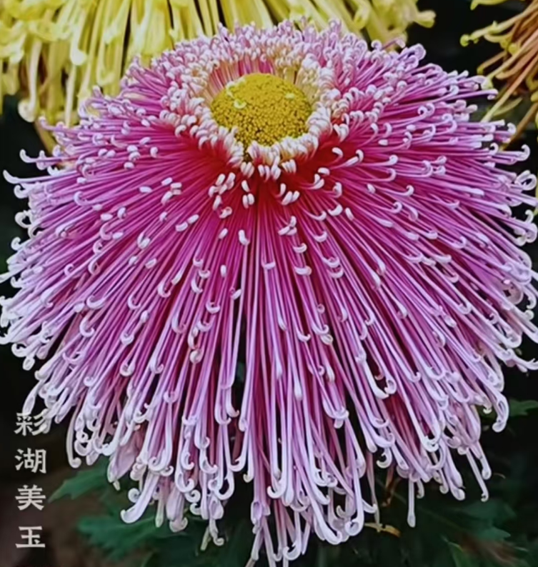 【彩湖美玉】【带花苞】大花富贵菊 九月大菊盆栽开花好看