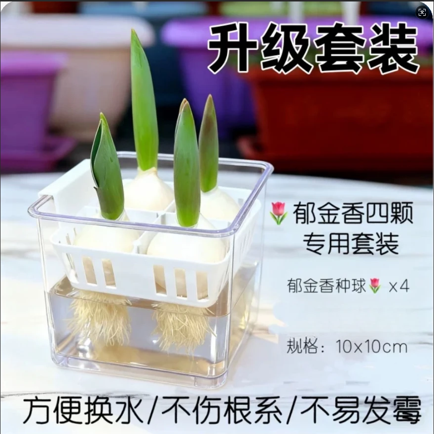 【水培】郁金香种球种子土培水培套餐冬季室内耐寒水养盆栽球根花卉