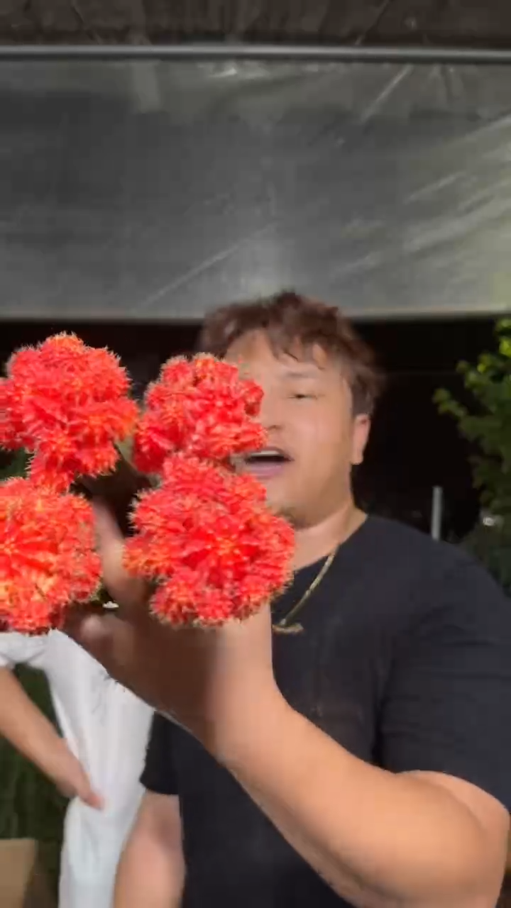 4颗 橙红彩带【嫁接】掉崽不包
