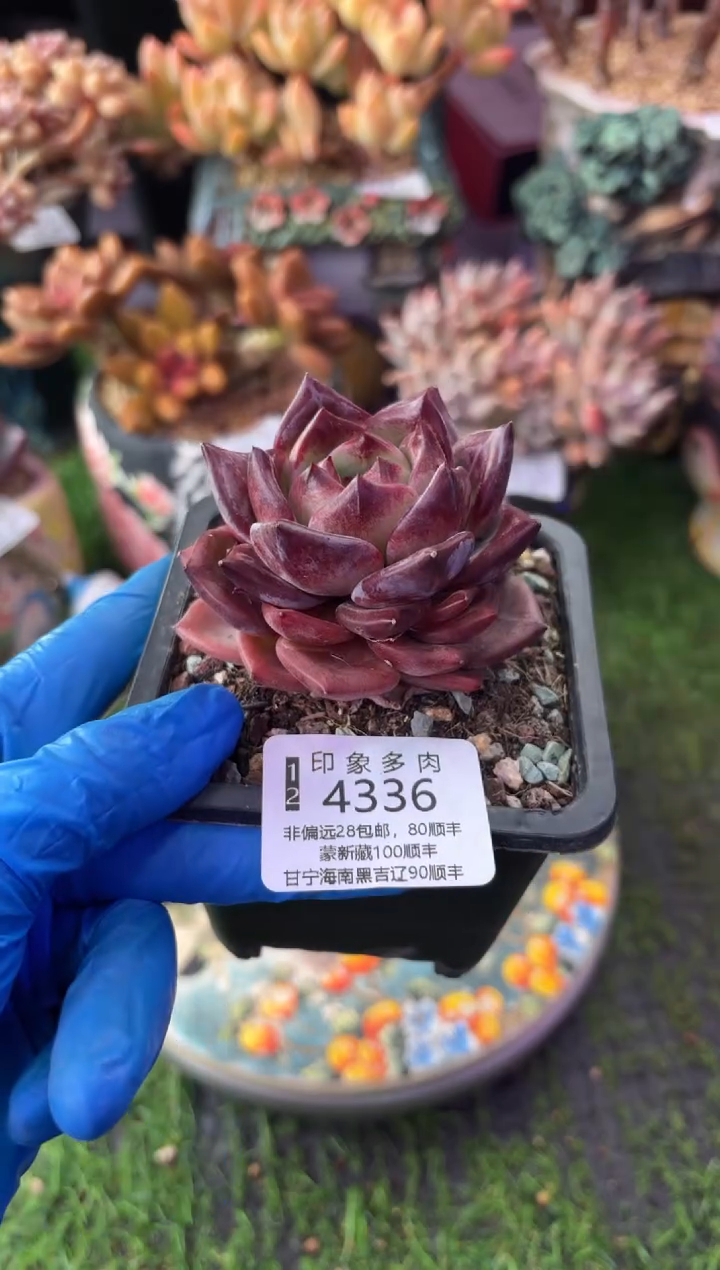 昆明印象多肉4336