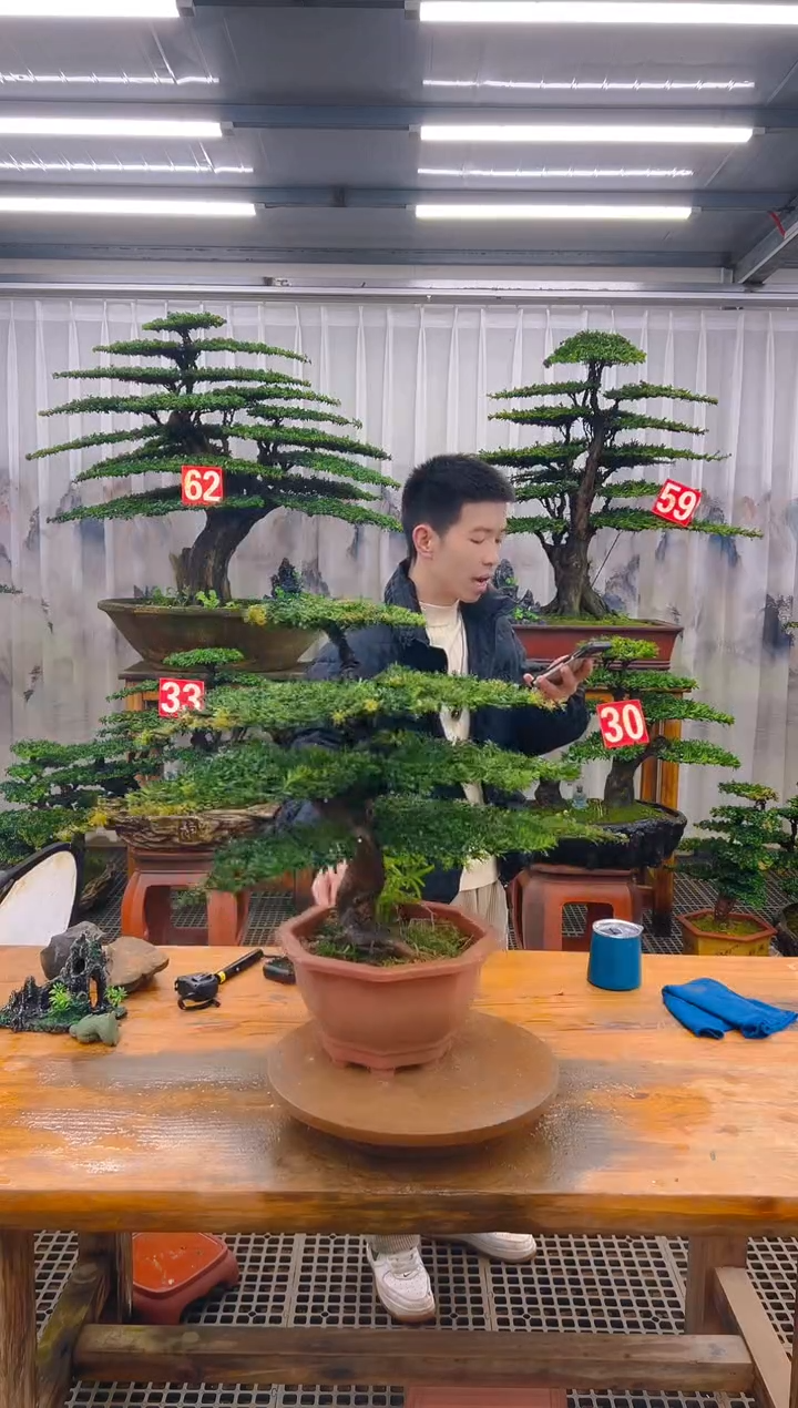 无花朵精品盆景直播间一物一拍