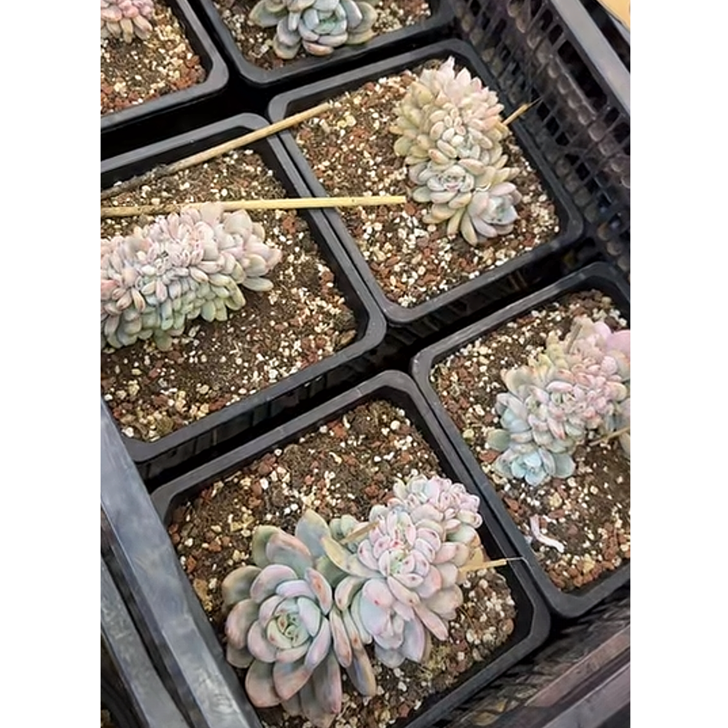 植迷园艺多肉植物12月31日星星雪缀