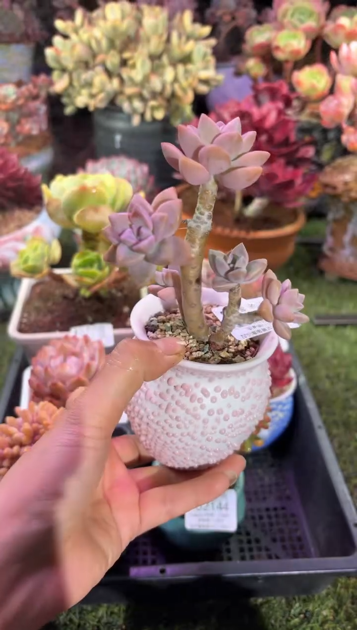 【闪购商品】02145