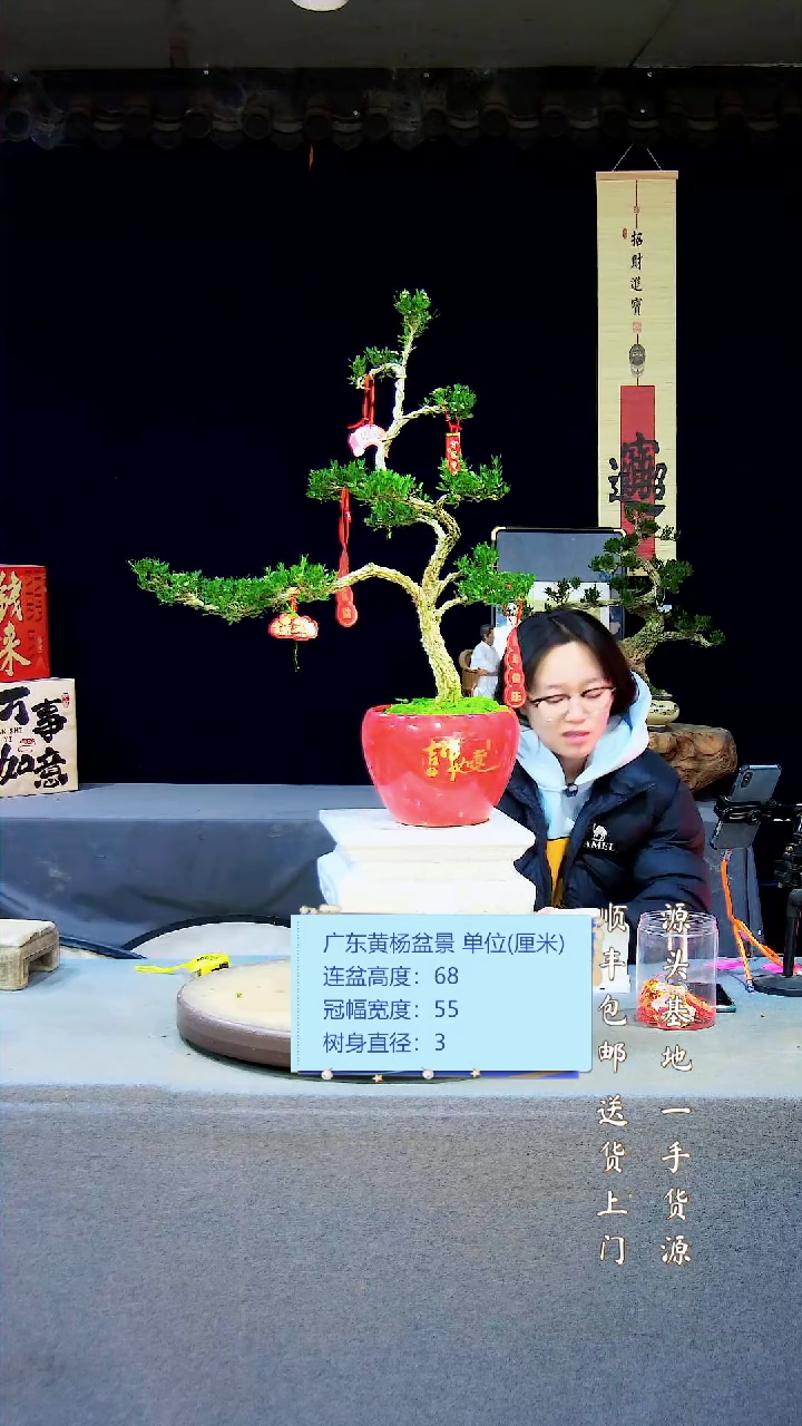 【闪购商品】雀舌黄杨盆景雀舌黄杨盆景