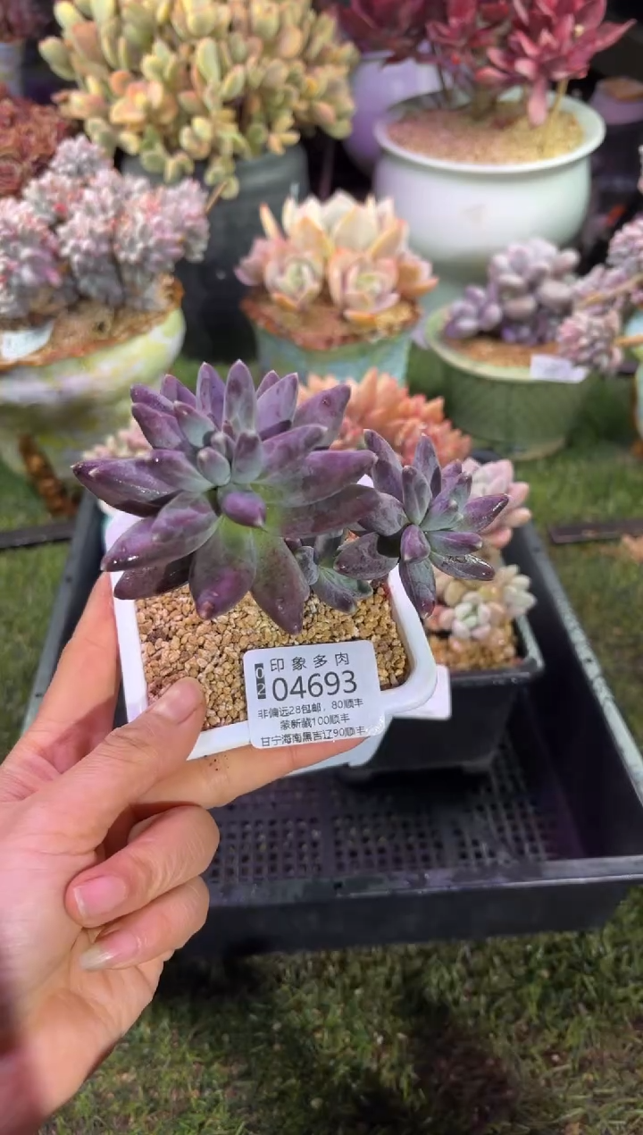 【闪购商品】04693