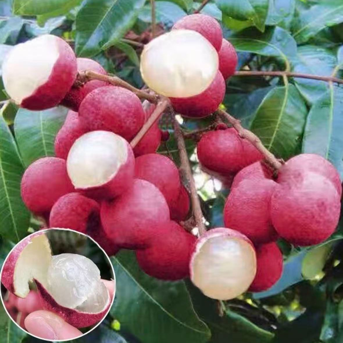 【龙眼树苗】盆栽地栽四季红皮龙眼果树苗阳台庭院果树苗