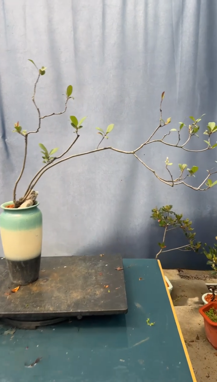 【闪购商品】盆景春花