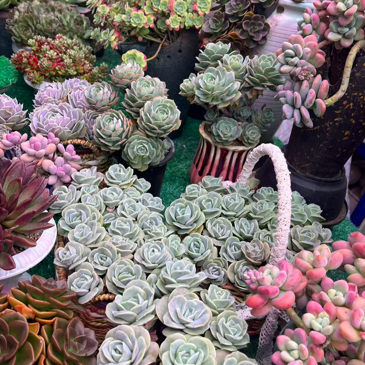 【集合链接47】黄大锤多肉阳台露台植物栽种养护