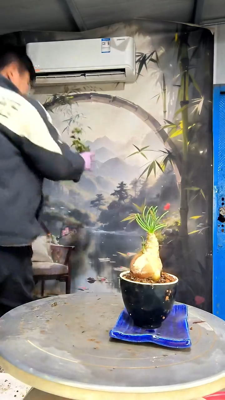 ?****品中青园艺一物一拍花185