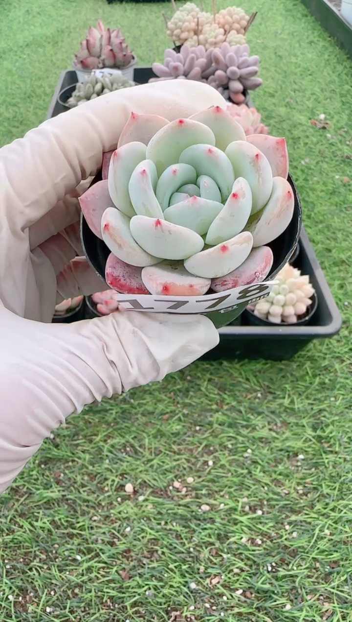 【闪购商品】信福多肉一物一拍