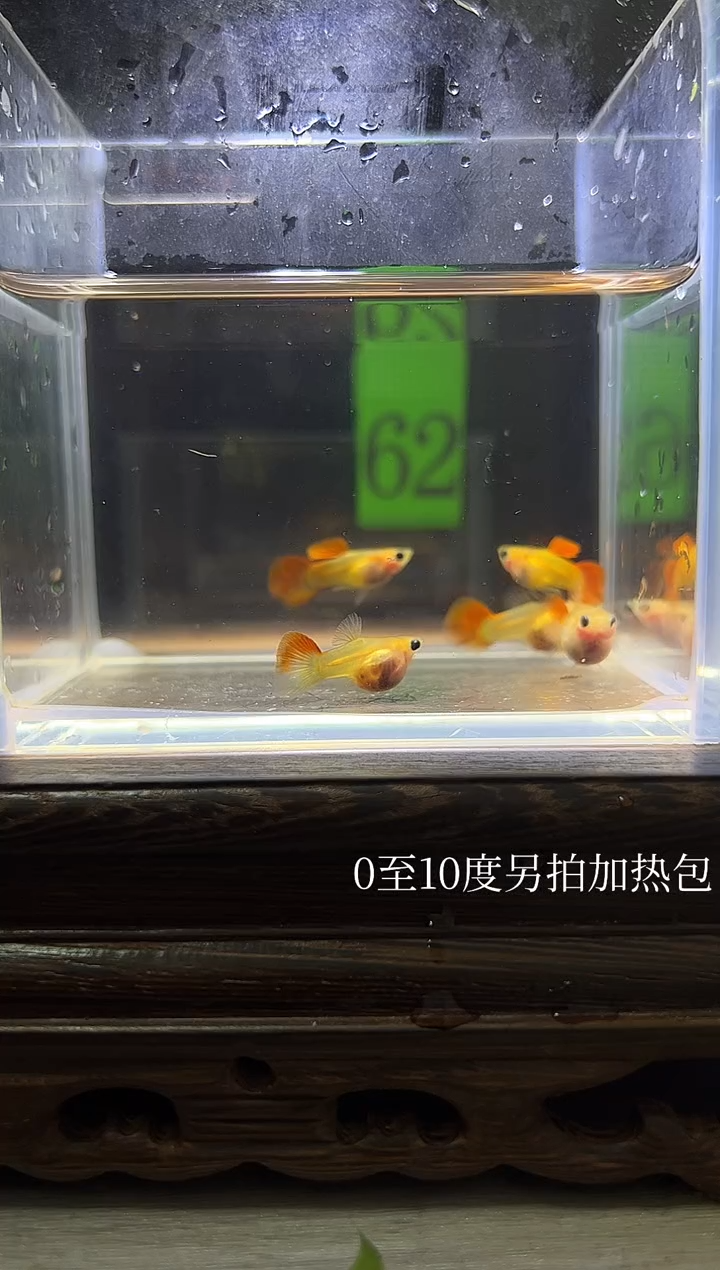 孔雀鱼 红礼服玻璃猫普通体62