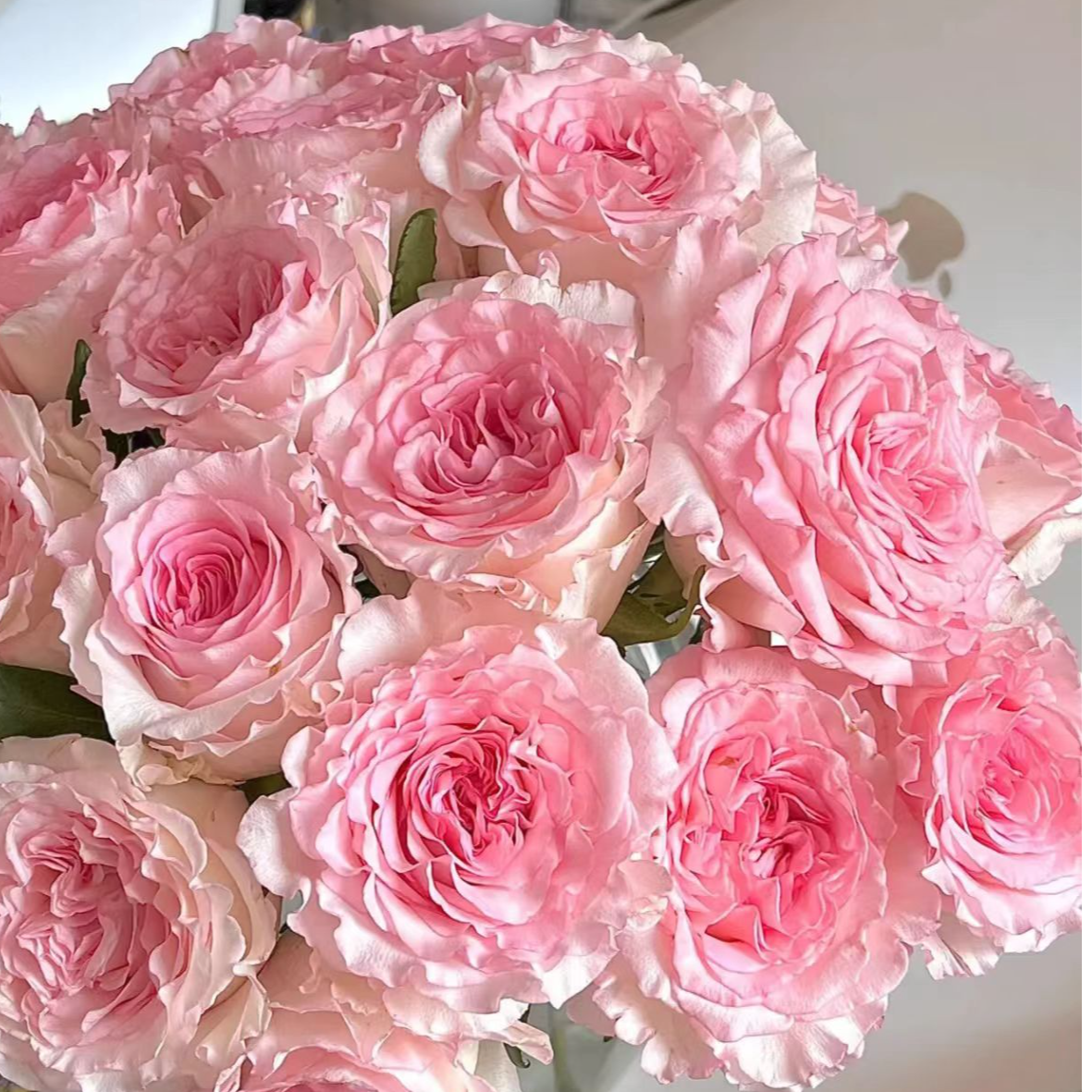 【百合小套A1洛神10+艾莎10+百合+芭比+桔梗+单康10+草