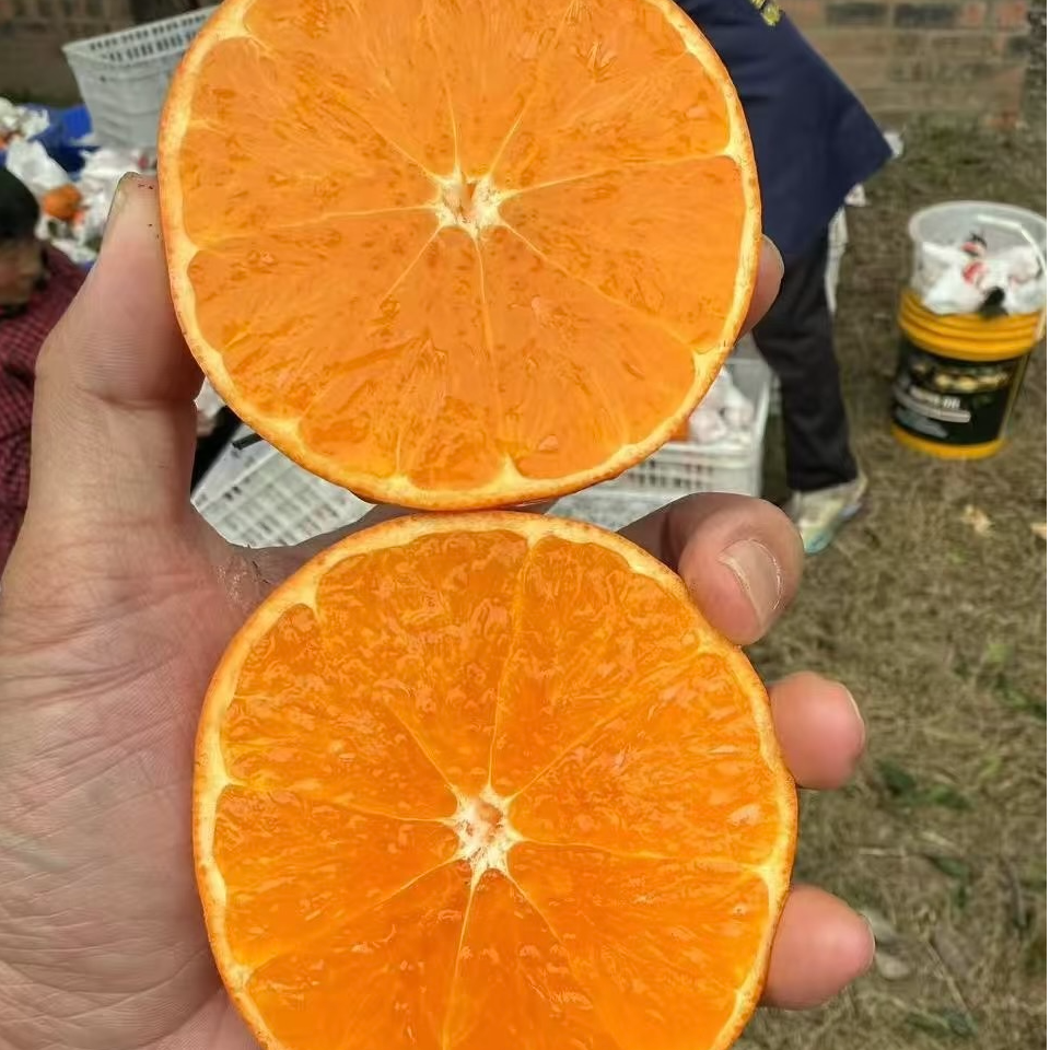 嫁接明日见绿植家庭盆栽包邮到家
