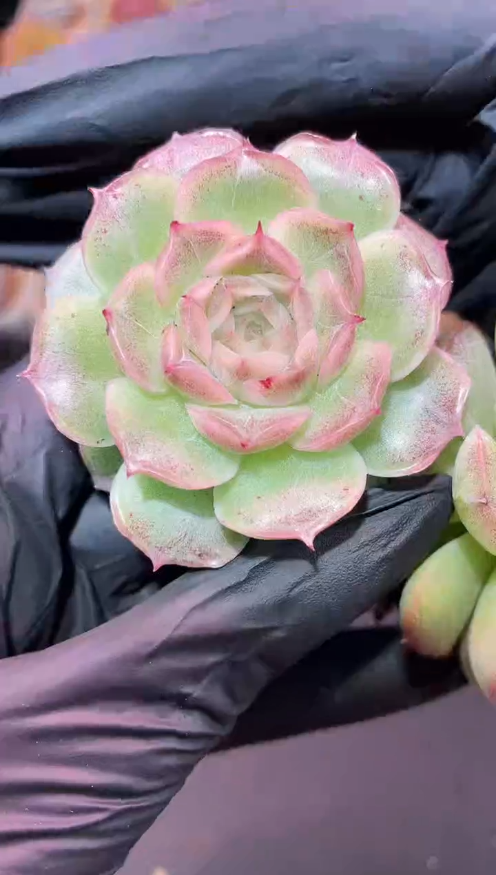 闪购575 妖姬玫瑰多肉一颗  