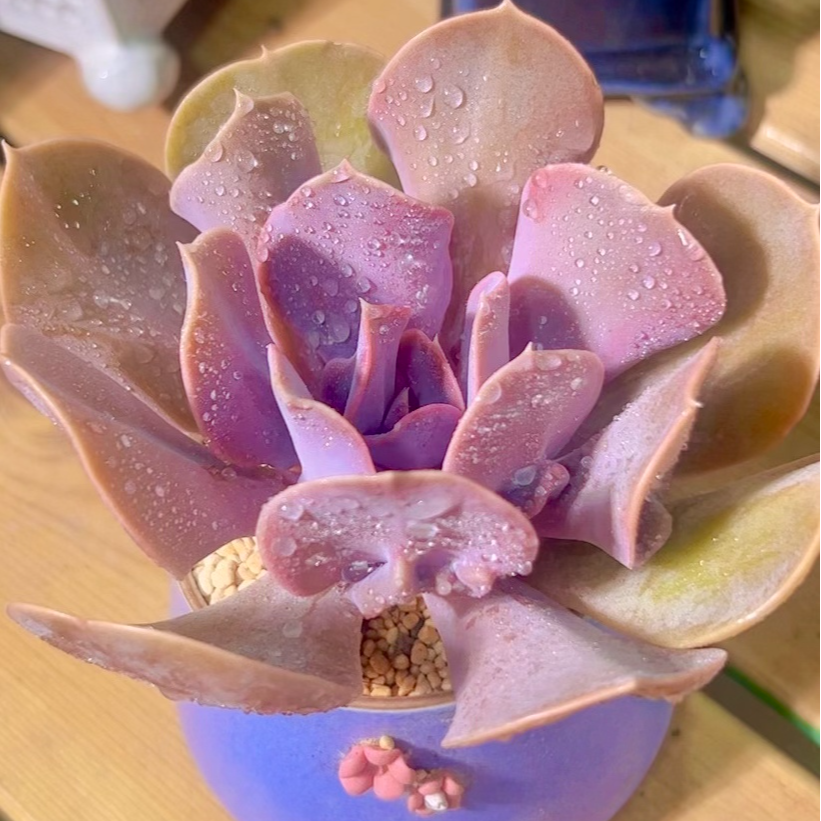 慢悠花房 热恋珍珠 精品多肉办公室阳台绿植园艺盆栽花卉庭院