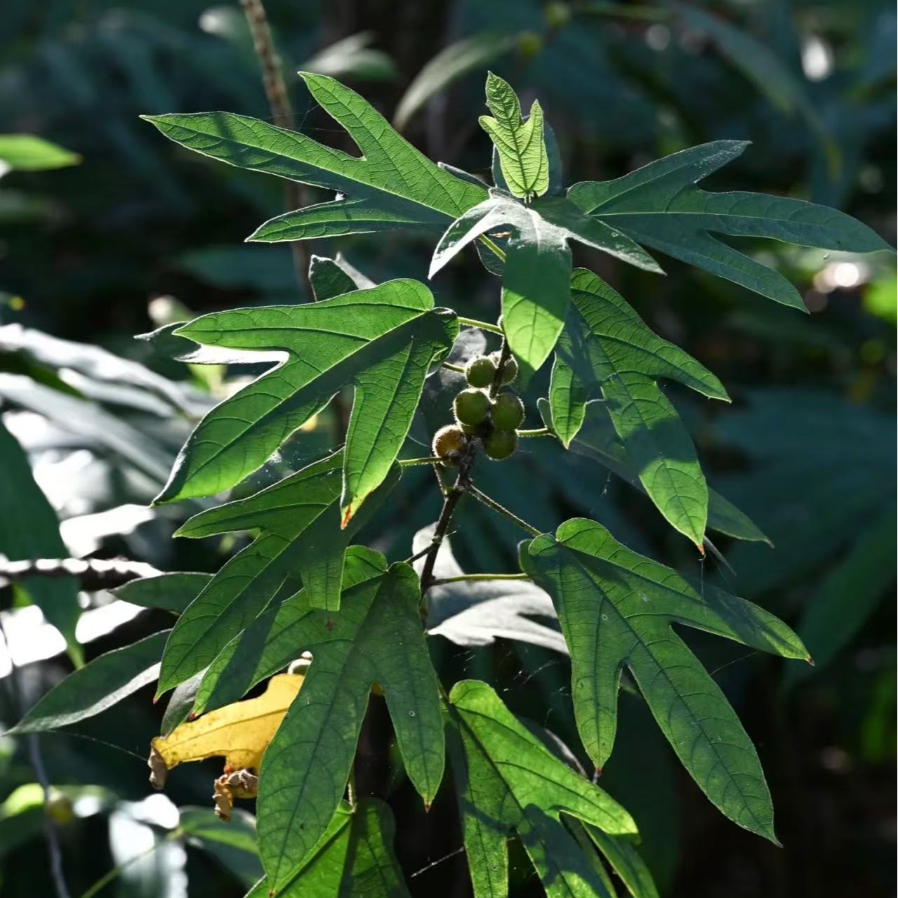 软肝草两斤装花盆栽一物一拍以直播间讲解为准