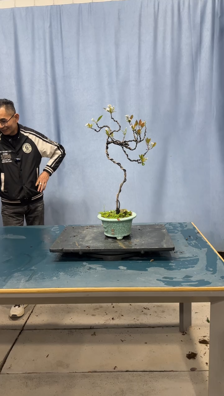 【闪购商品】盆景春花