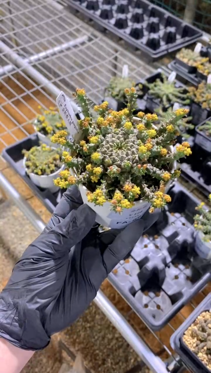 【闪购商品】金轮祭FA-6698