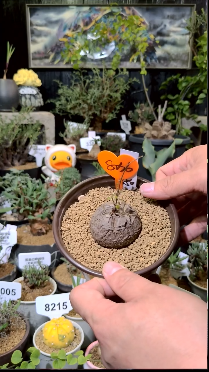 8036号1212甄选单颗南非龟甲龙