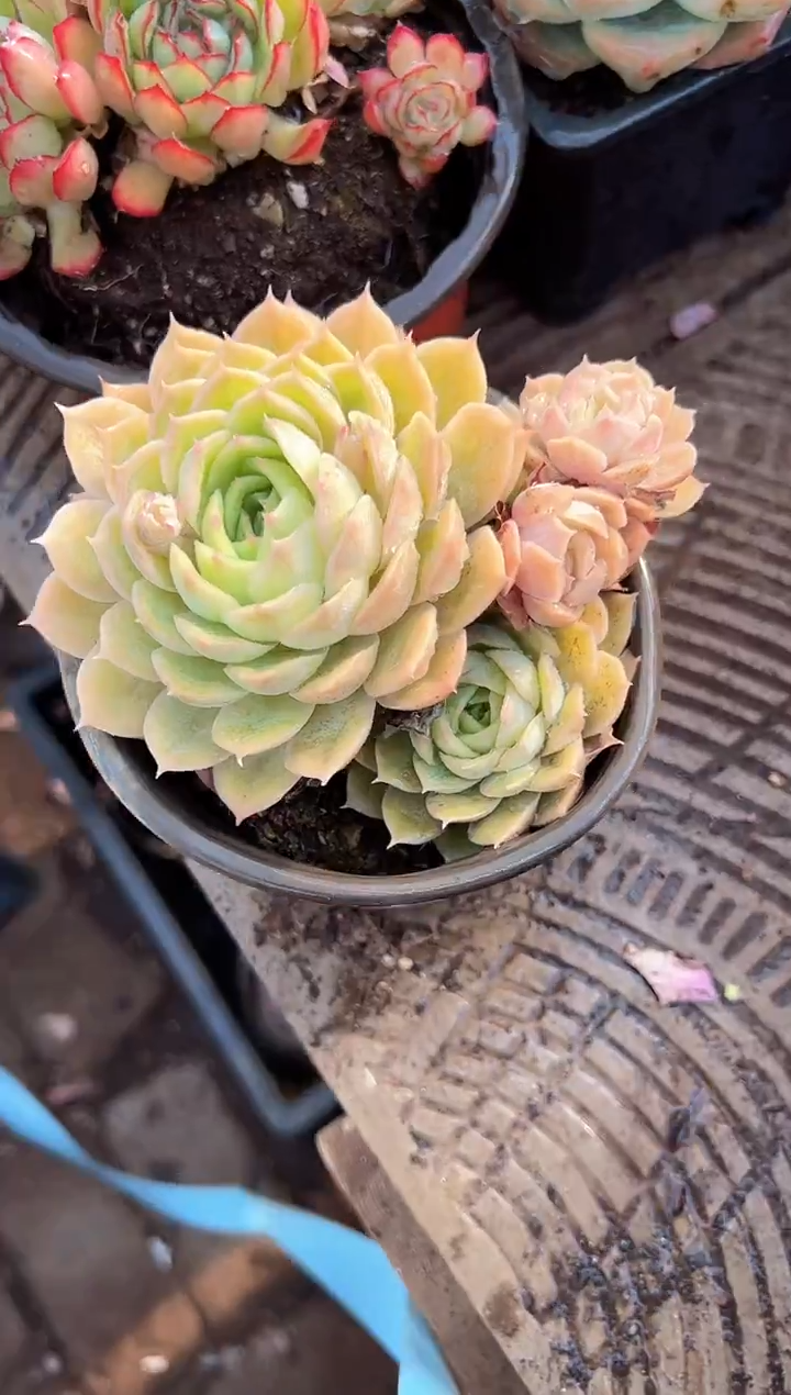 有****＞阿迷洲多肉29342