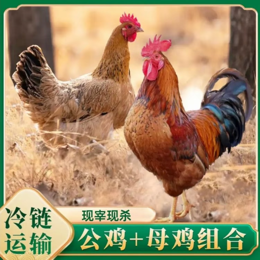 【3只老母鸡+1只公鸡】三年老母鸡公鸡新鲜宰杀到手4只净重10斤