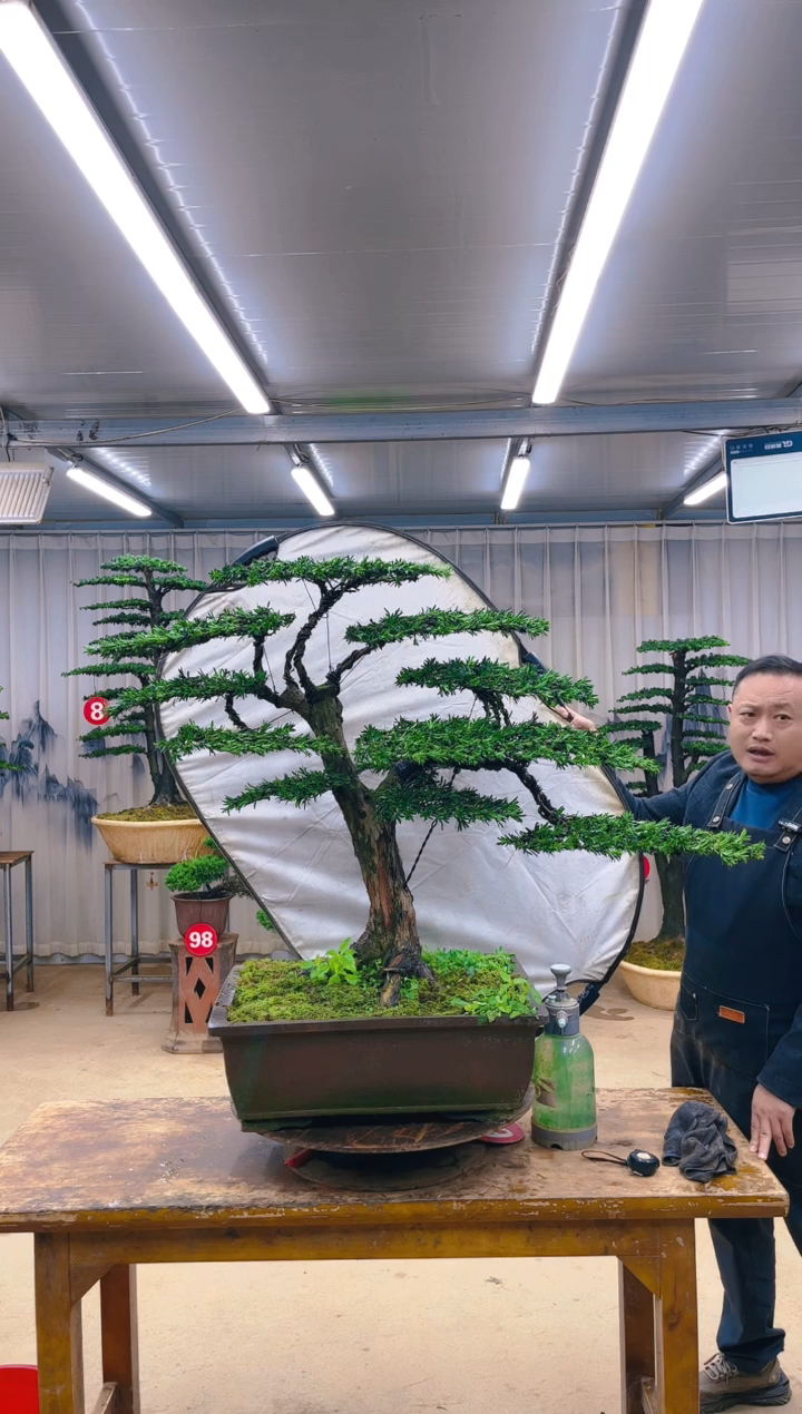 无花朵精品盆景 一物一拍
