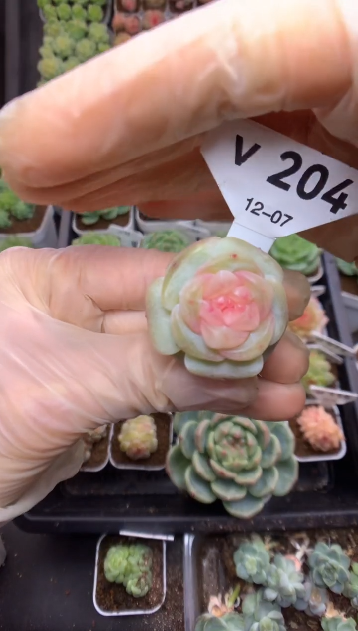 v204 孤品糖心 裸根发 19.9 