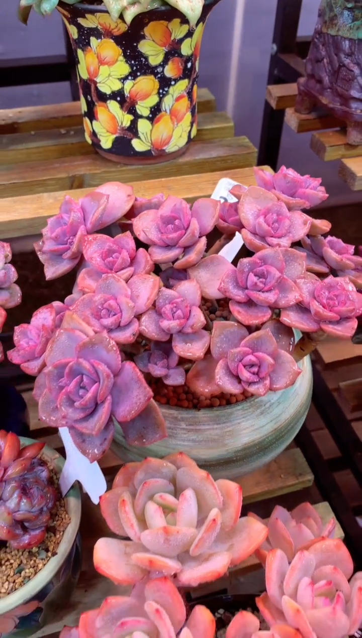 324Z（一物一拍，精品多肉，w所见即所得 ）