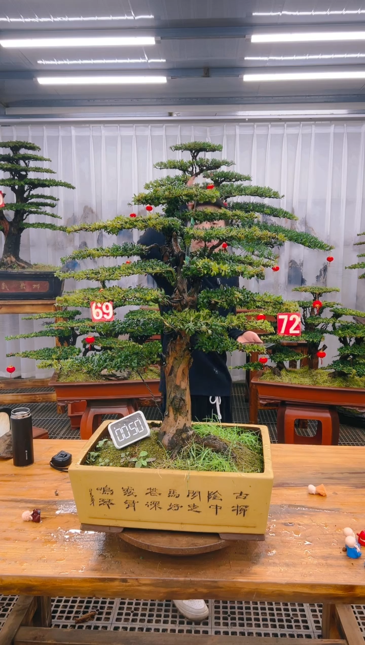 【闪购商品】紫砂精品盆景直播间一物一拍