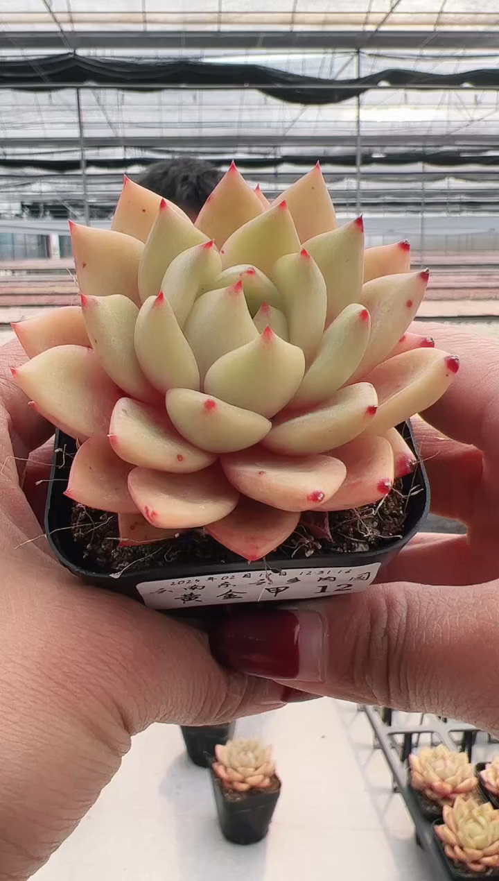 【闪购商品】黄金甲-12