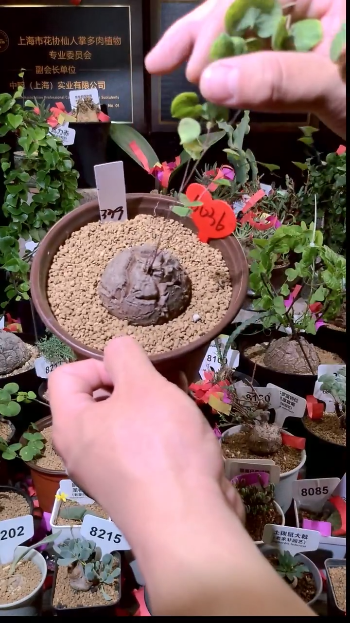 6036号1230精品植物南非龟甲龙单颗