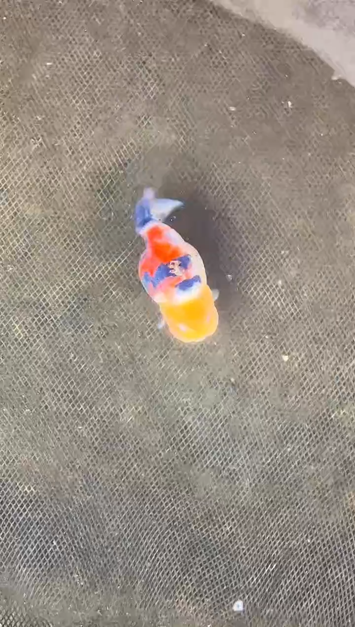金鱼阴**行水娃娃观赏鱼兰寿金鱼  不包邮
