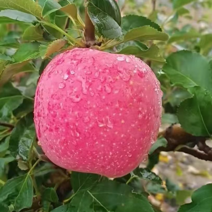【顺丰包邮】混装花牛&红富士苹果新鲜脆甜多汁产地直发当季现摘