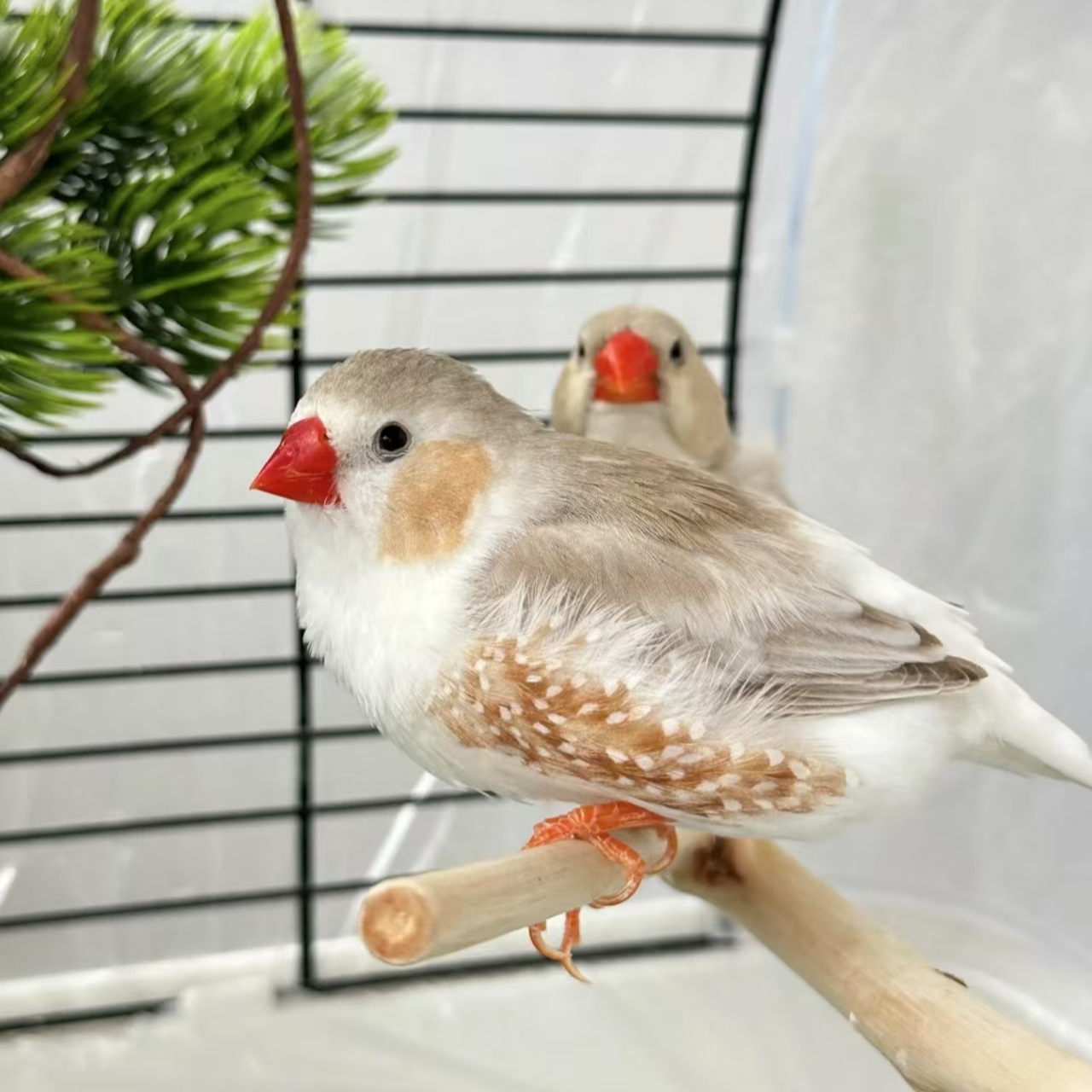 【精品】手养珍珠鸟宠物鸟活鸟