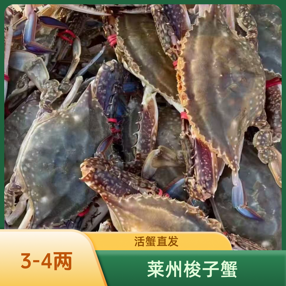 莱州鲜活海蟹 （规格3-4两/只  一斤约3只）