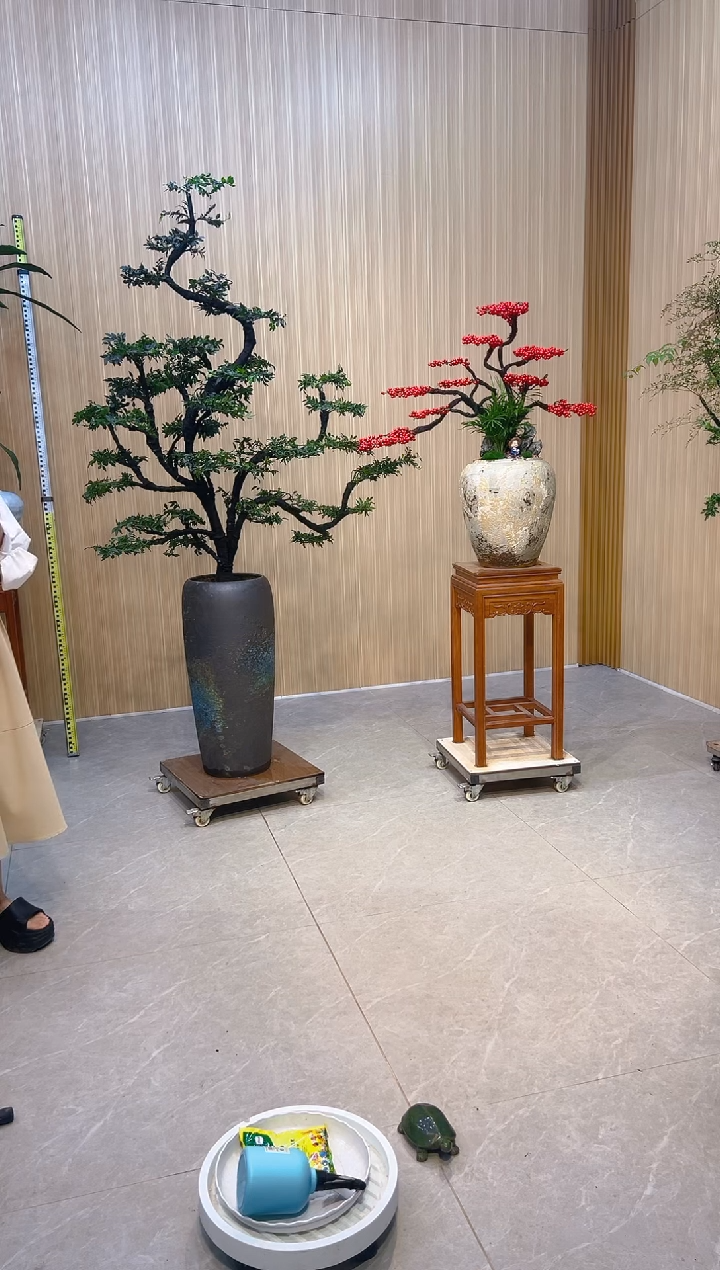 无花朵聪*广东小叶紫檀北美冬青