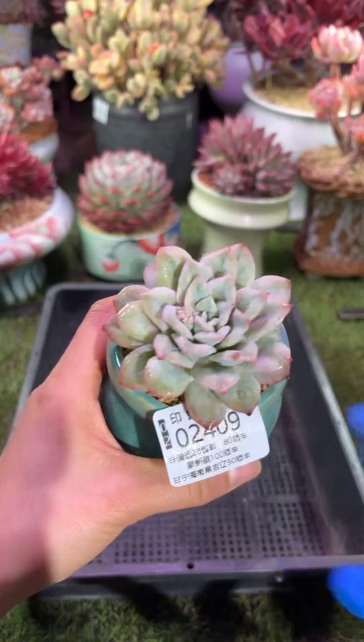 【闪购商品】02409