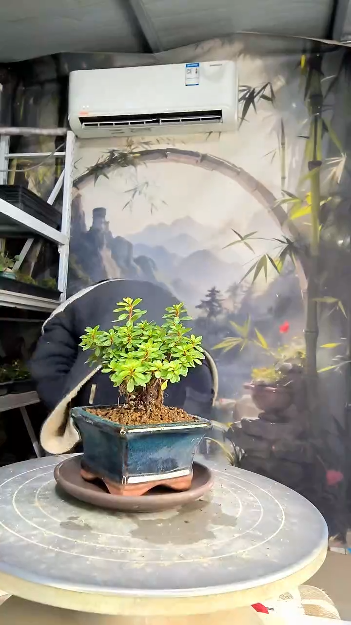 墨*中青园艺一物一拍134