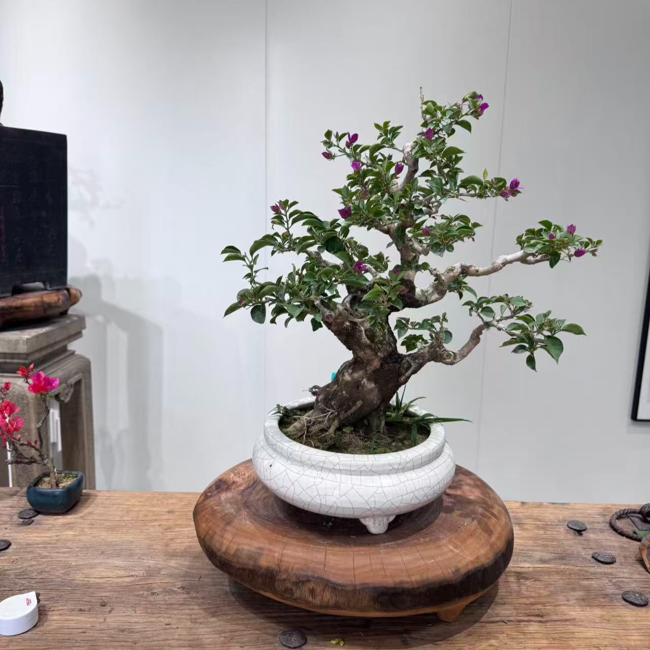 三角梅老庄小叶紫