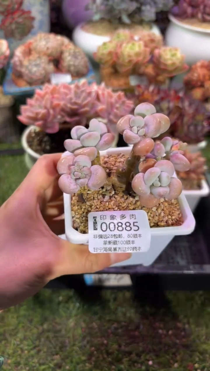 【闪购商品】00885